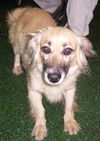 Sandi