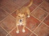 Bonni