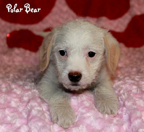 Polar Bear