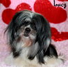 Lucy