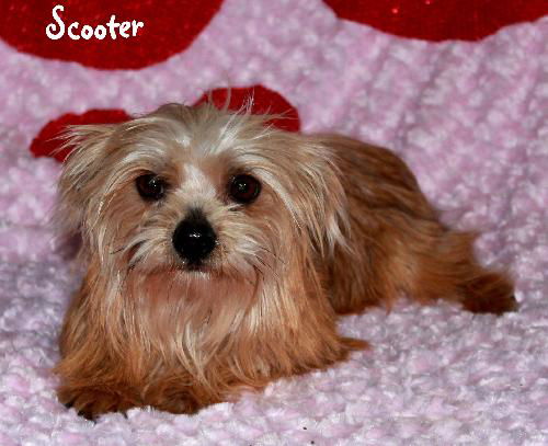 Scooter