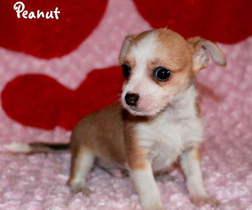 Peanut