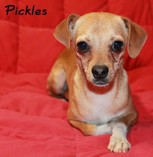 Pickles