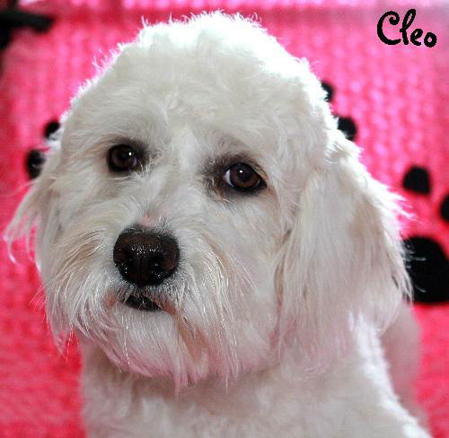 Cleo