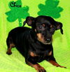 Chico