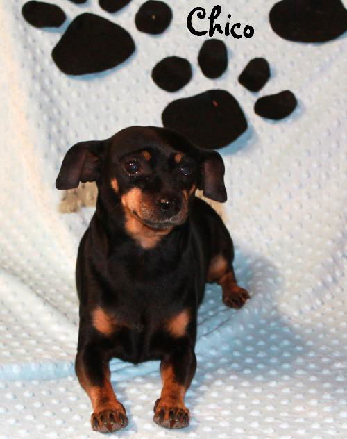 Chico