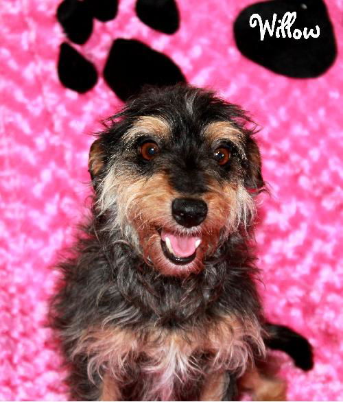 Willow