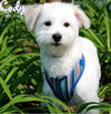Cody