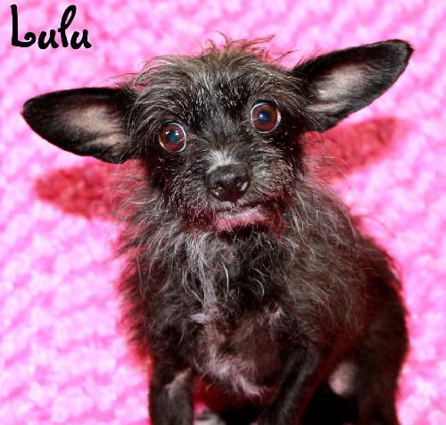 Lulu