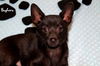 Bagheera