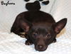 Bagheera