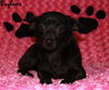 Bagheera