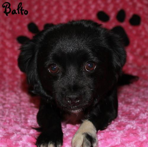 Balto