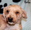 Baloo