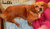 Laddie