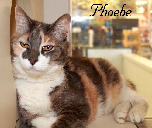 Pheobe