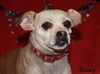 Roxy