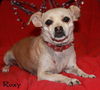 Roxy