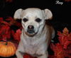Roxy