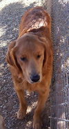Buddy