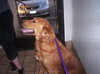Buddy