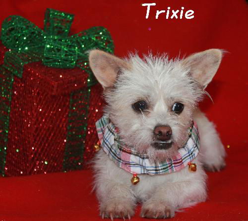 Trixie