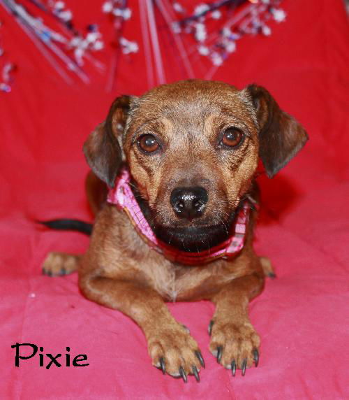 Pixie