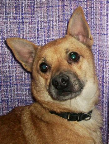 Chico