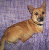 Chico