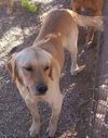 Charlie