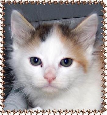 Rosie