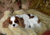 Bugsy