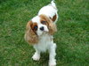Bugsy