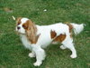 Bugsy