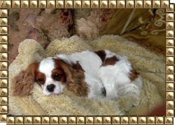 Bugsy