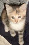 Lucy