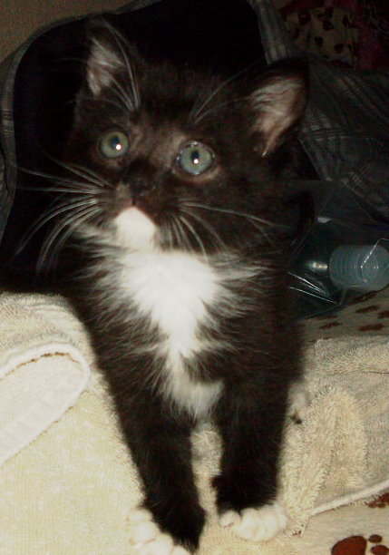 Meow