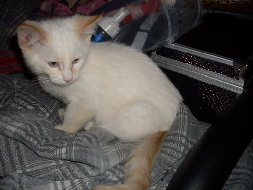 Pollyanna