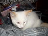 Pollyanna