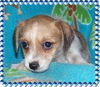 Wishbone
