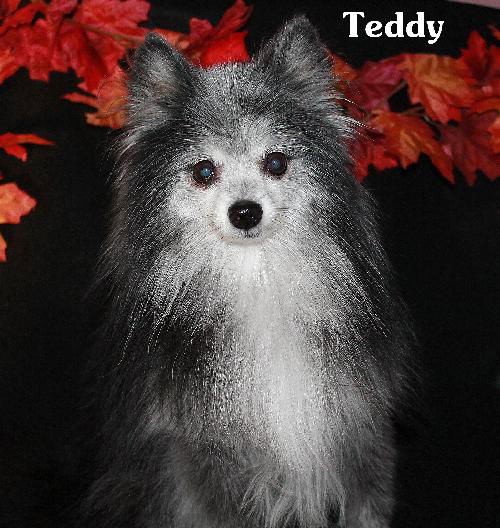 Teddy