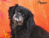 Pepper