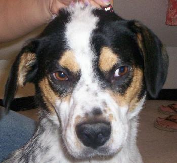 Bruno