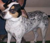 Bruno