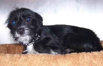 Merlin