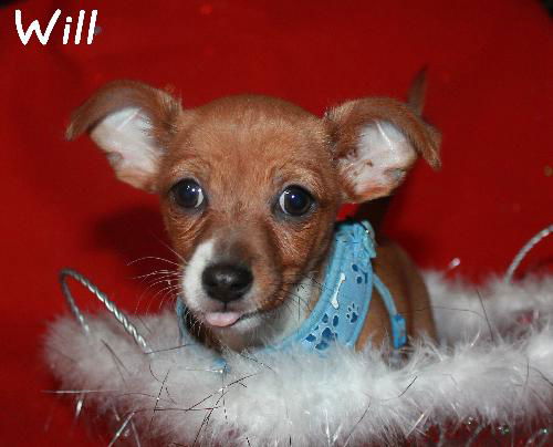 Will