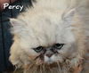 Percy