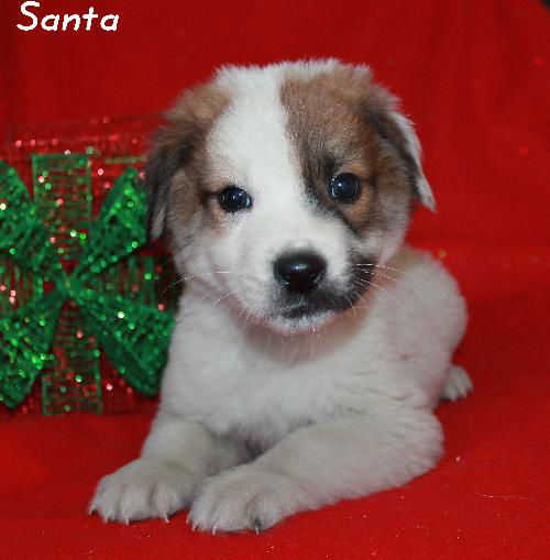 Santa