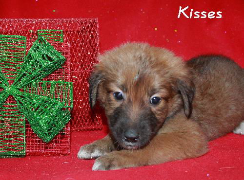 Kisses