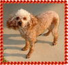 Roxy